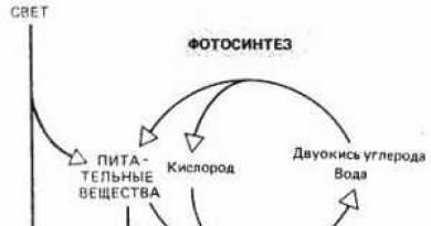 «Роль зелених рослин у забезпеченні енергією живих організмів на нашій планеті